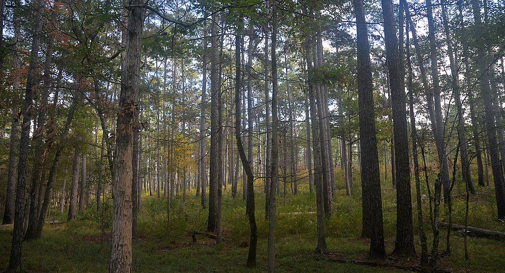 View of Angelina National Forest