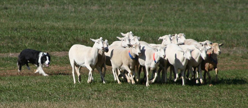 Sheeps at Rural Hill