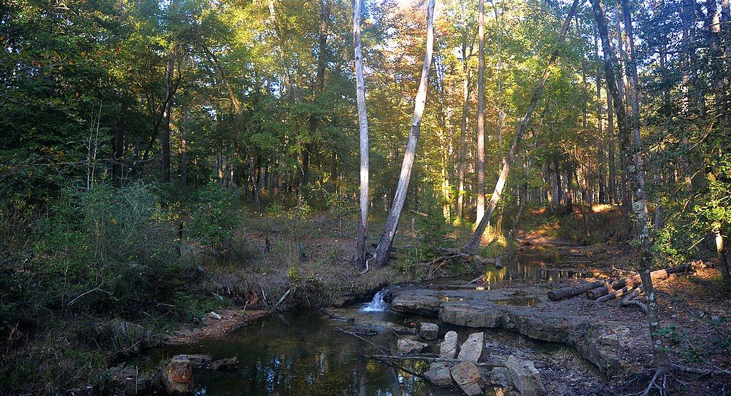 View of Angelina National Forest