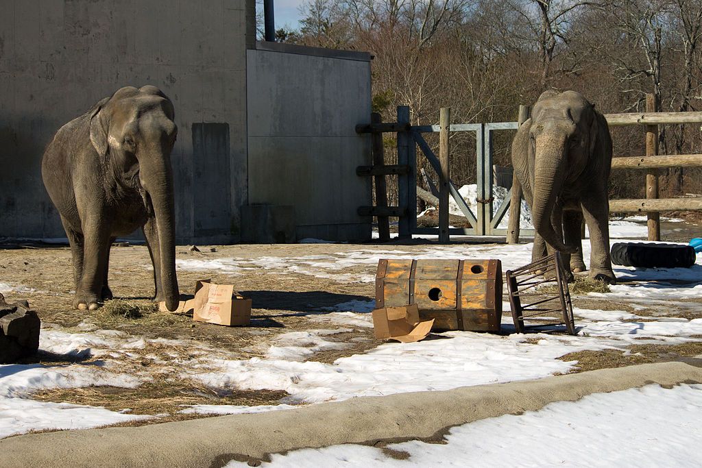 Elephants at Buttonwood Park Zoo