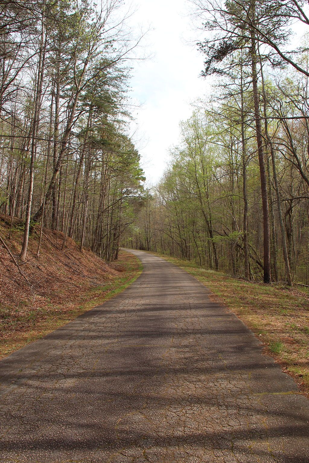 A Road in Dawson Forest