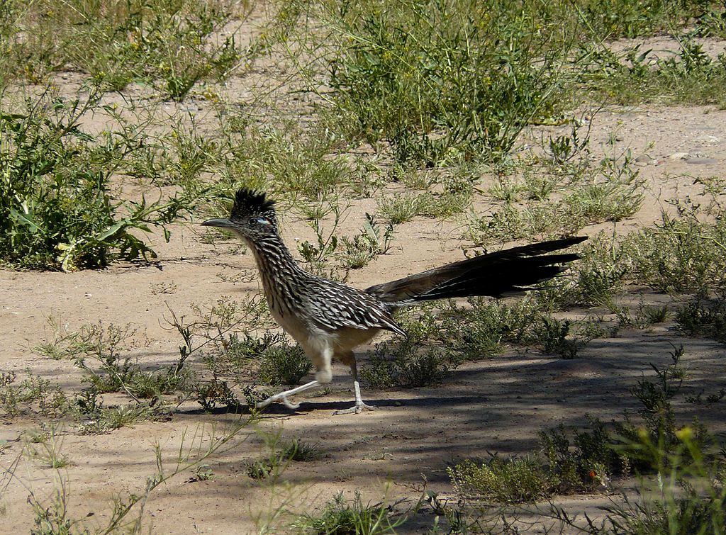 A Roadrunner in Estrella Mountain Regional Park
