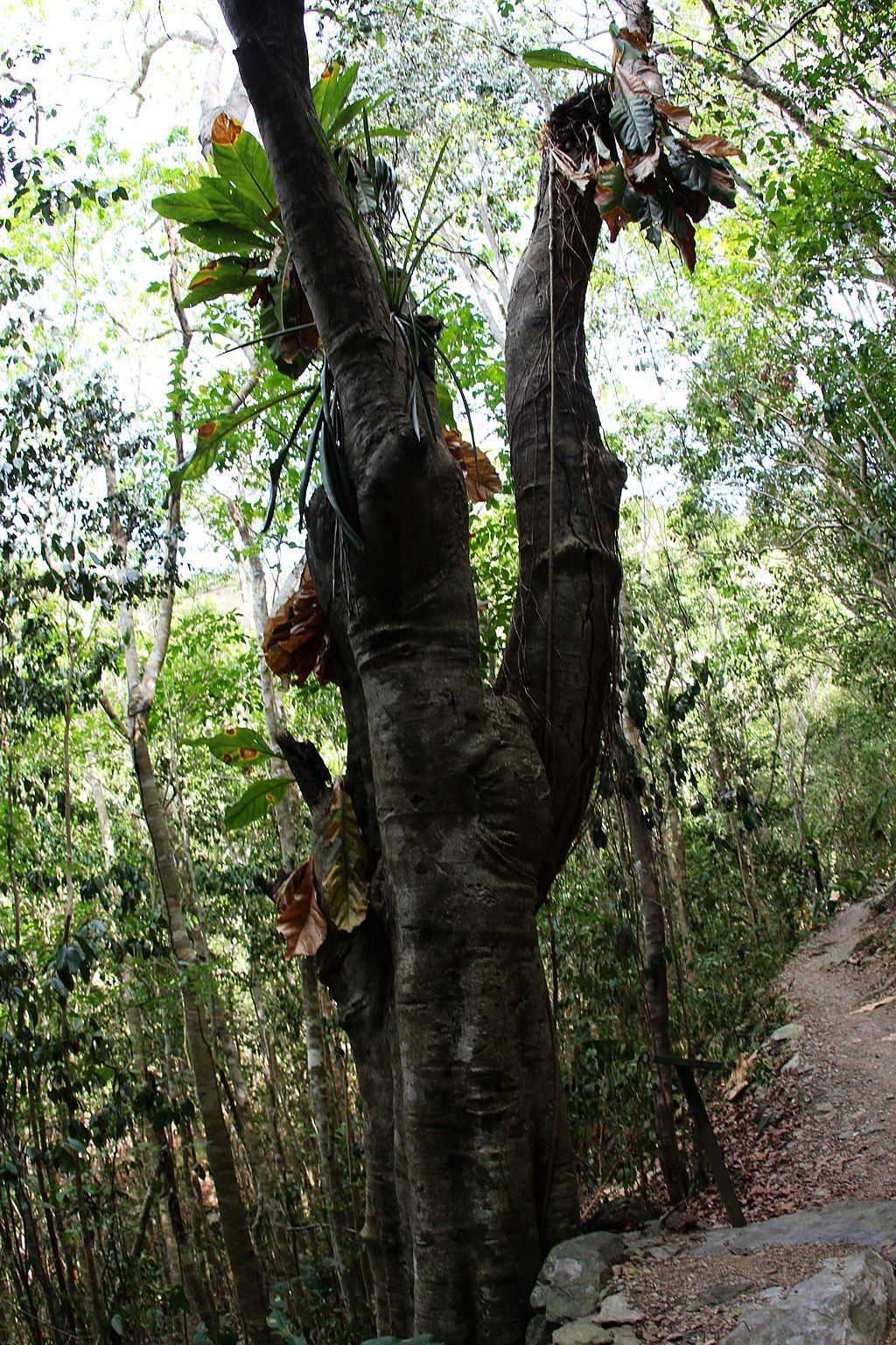 Melicoccus bijugatus tree on Reef Bay Trail