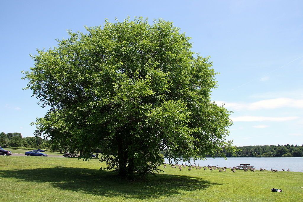 Landscape of Nockamixon State Park