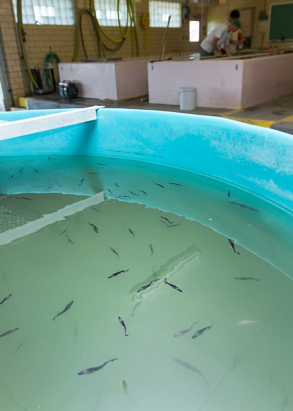 Marine Life at the Gavin’s Point National Fish Hatchery and Aquarium
