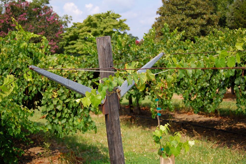 A closer look inside the Hinnant Family Vineyards