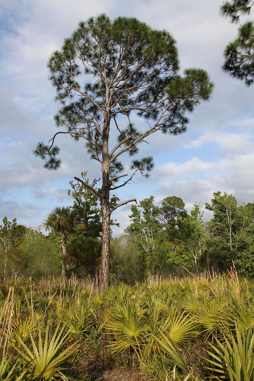 View of Werner-Boyce Salt Springs State Park