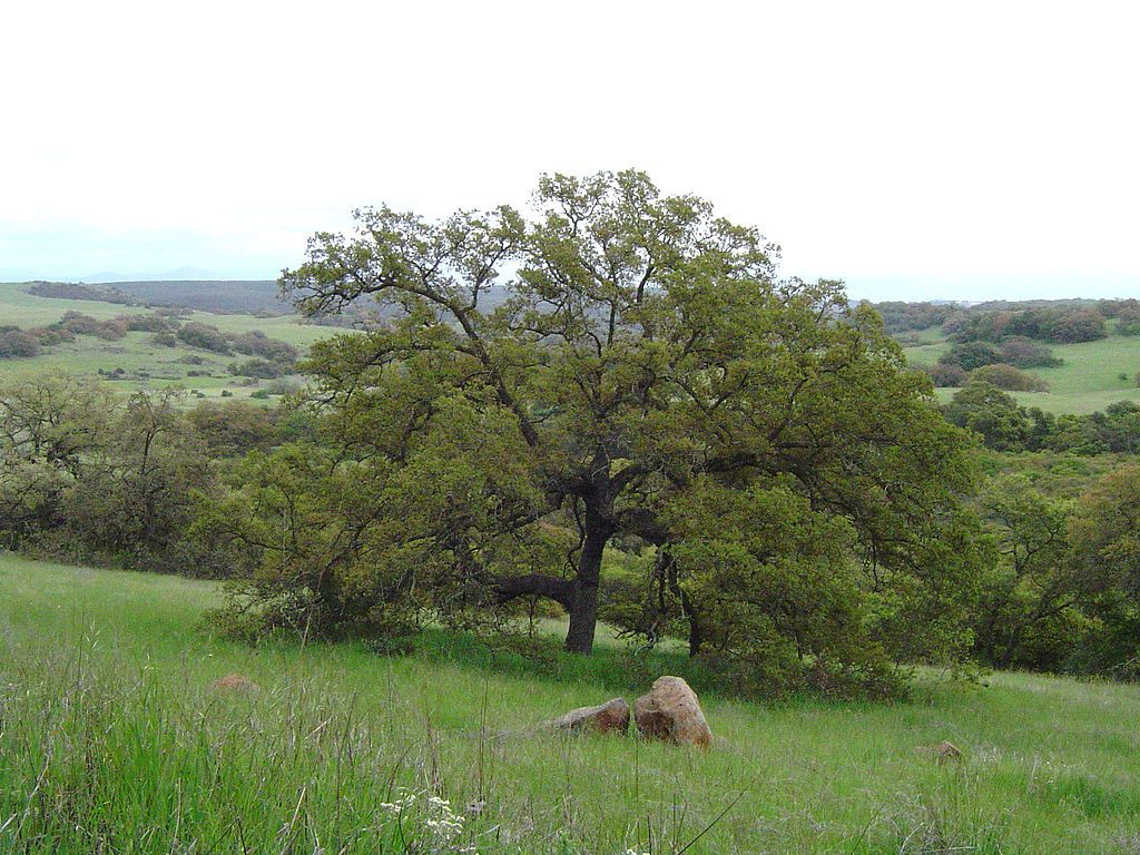 View of Santa Rosa Plateau Ecological Preserve