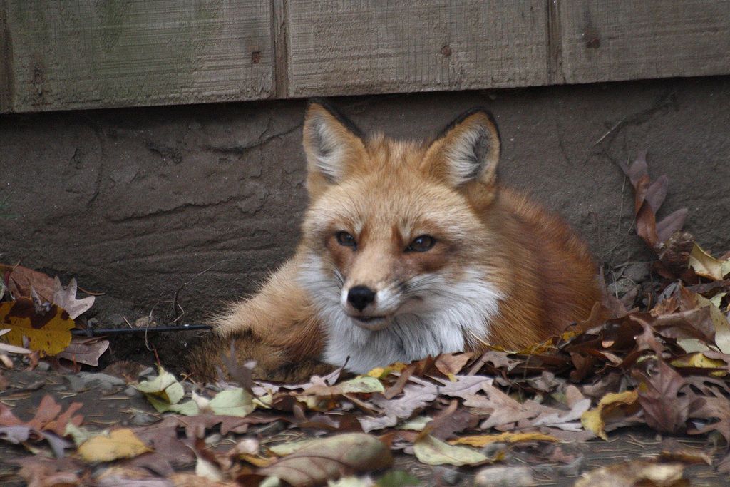 A Fox in Connecticut's Beardsley Zoo
