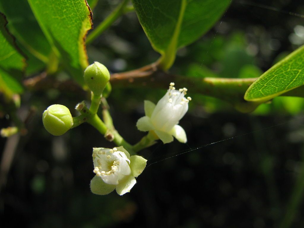 A flower in John Prince Park