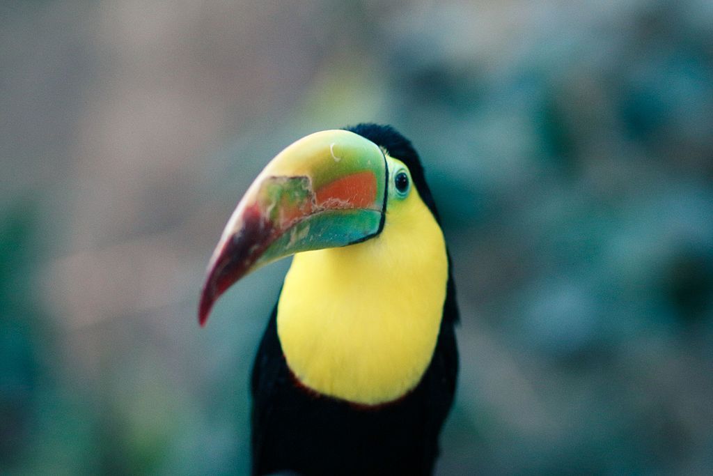 Toucan at the Beardsley Zoo
