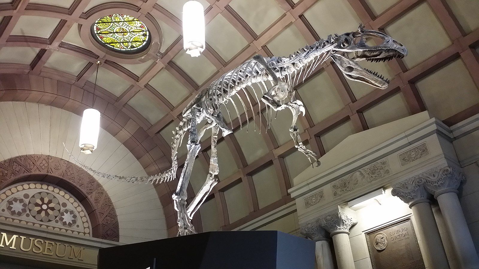 Fossils at Orton Geological Museum in Columbus, OH