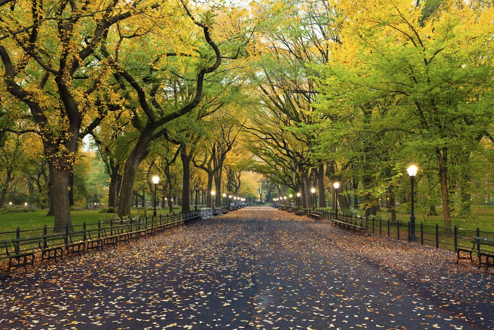 Pathway lined with trees at Central Park