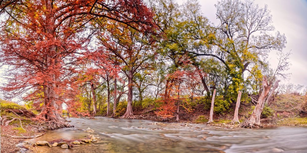 Autumn trees at James Kiehl Natural area.