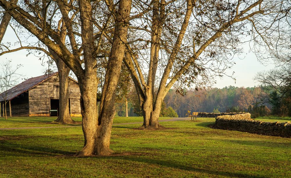 Trees at E. Carroll Joyner Park.