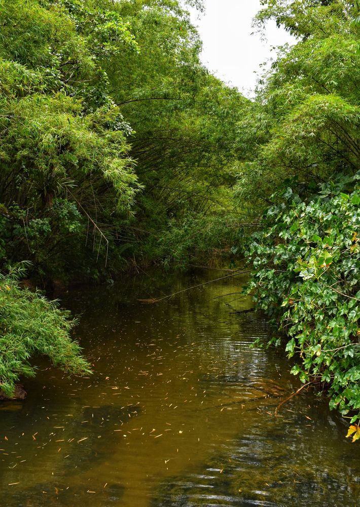 Marianne River in Blanchisseuse