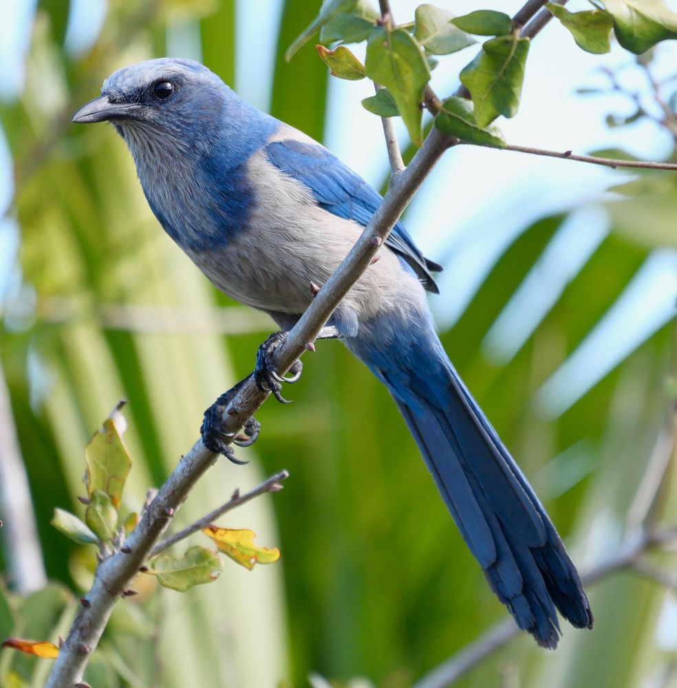 A bird on a branch at Merritt Island National Wildlife Refuge.