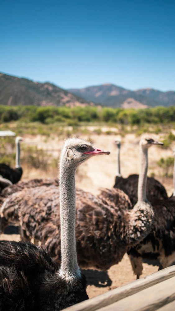 Ostriches at Ostrichland USA.