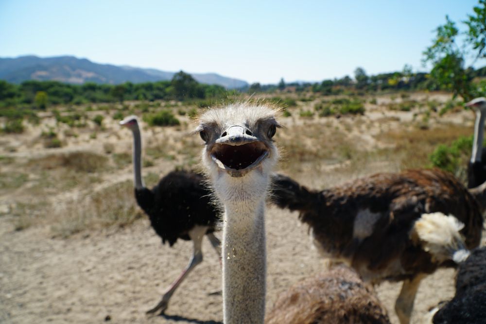 An ostrich smiling at Ostrichland USA.