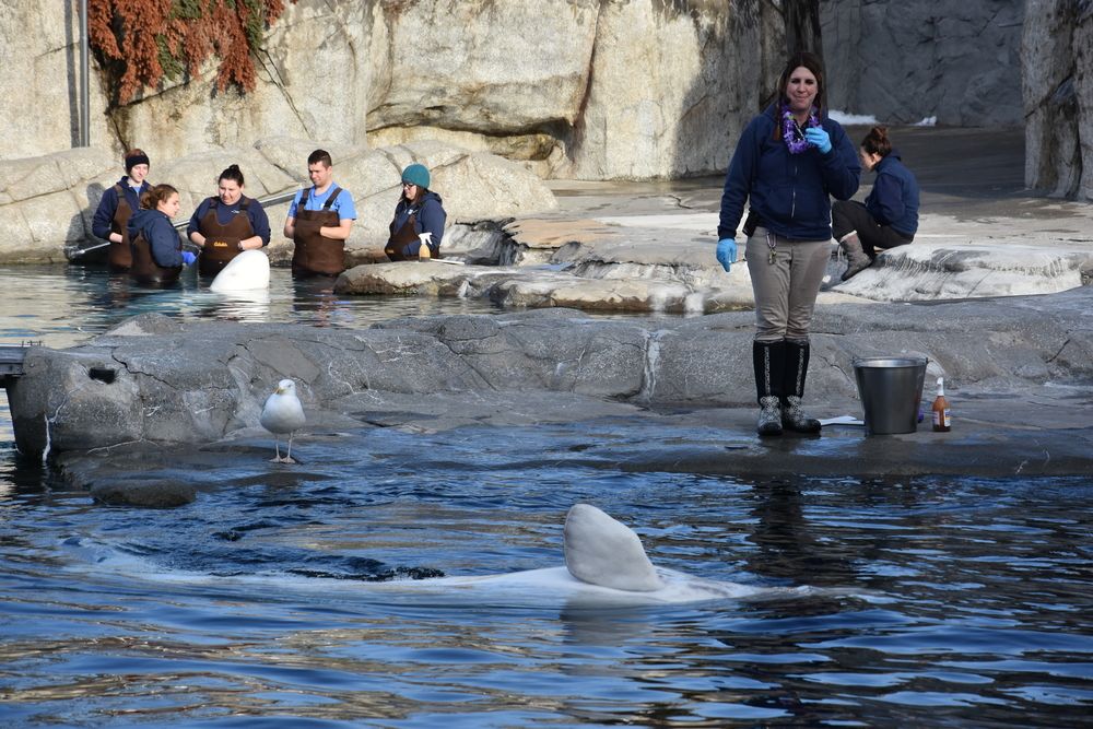 A whale on the waters of Mystic Aquarium.