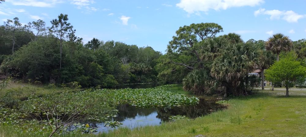 Trees and a lake at Fox Lake Park.