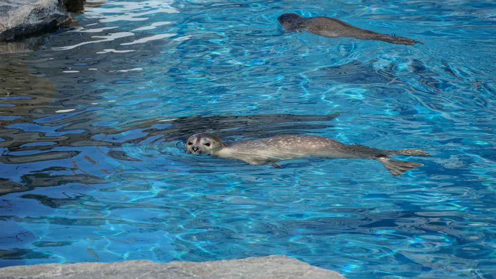 A small sea lion swimming on the Mystic Aquarium.