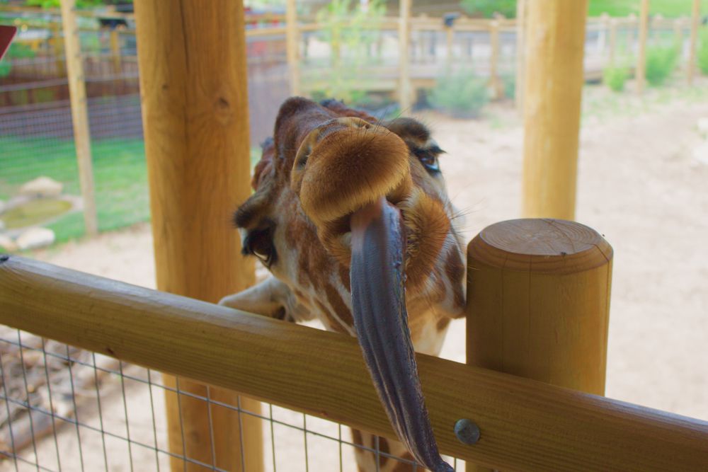 Giraffe at Abilene Zoo