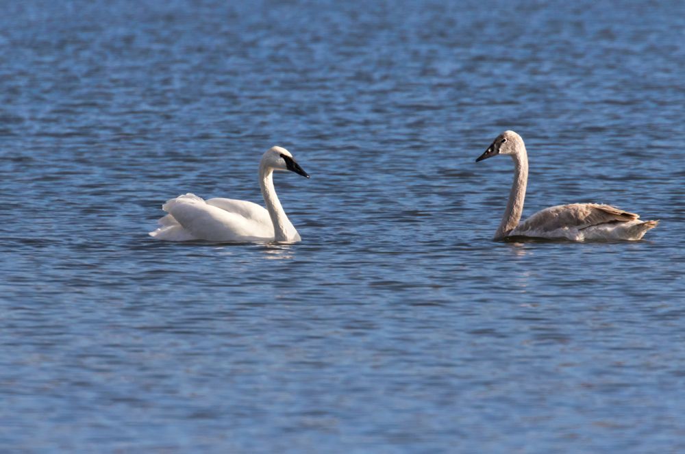 Swans on the water of Ada Hayden Park, Ames