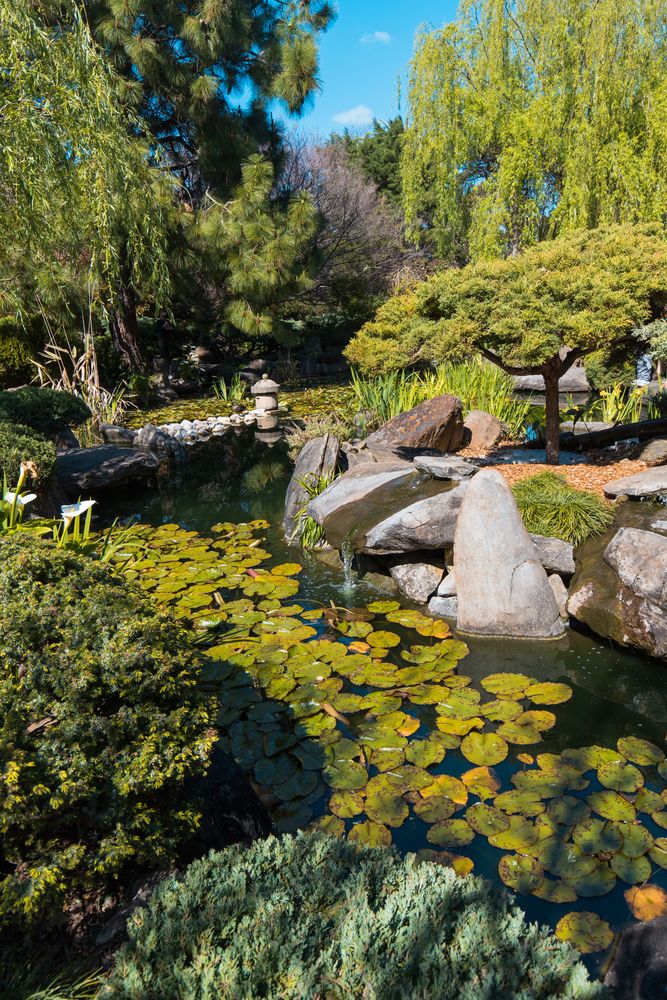 Pond at Adelaide Himeji Garden