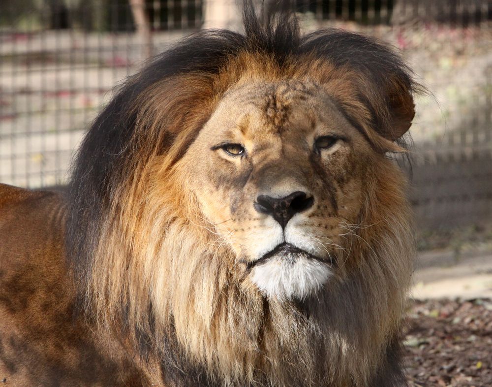 Lion in Adelaide Zoo