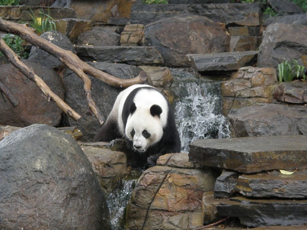 Panda in Adelaide Zoo
