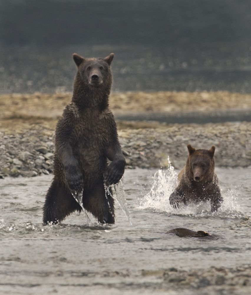 Bears swimming at Admiralty Island