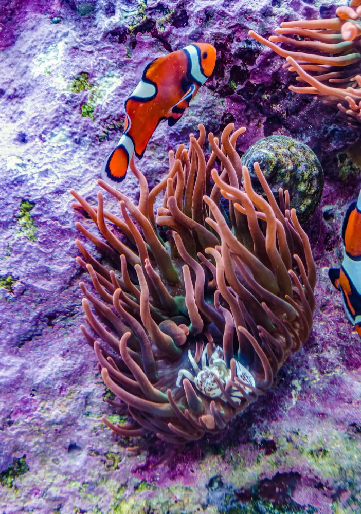 Fishes at Adventure Aquarium