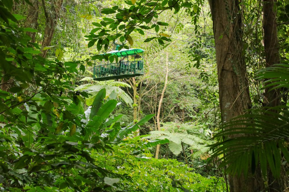 View of the Rainforest Aerial Tram