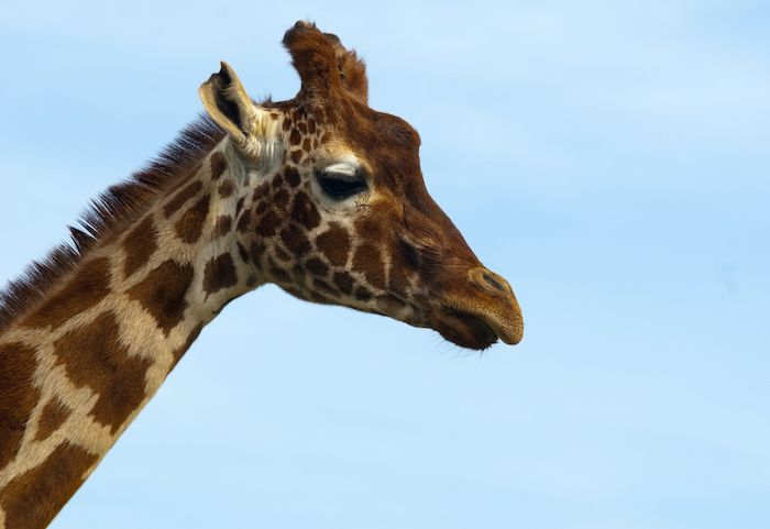 Africa Alive!