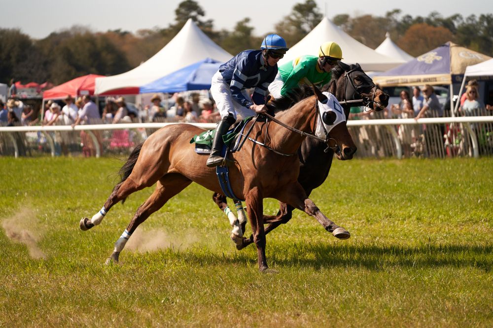 Horses at Aiken Steeplechase