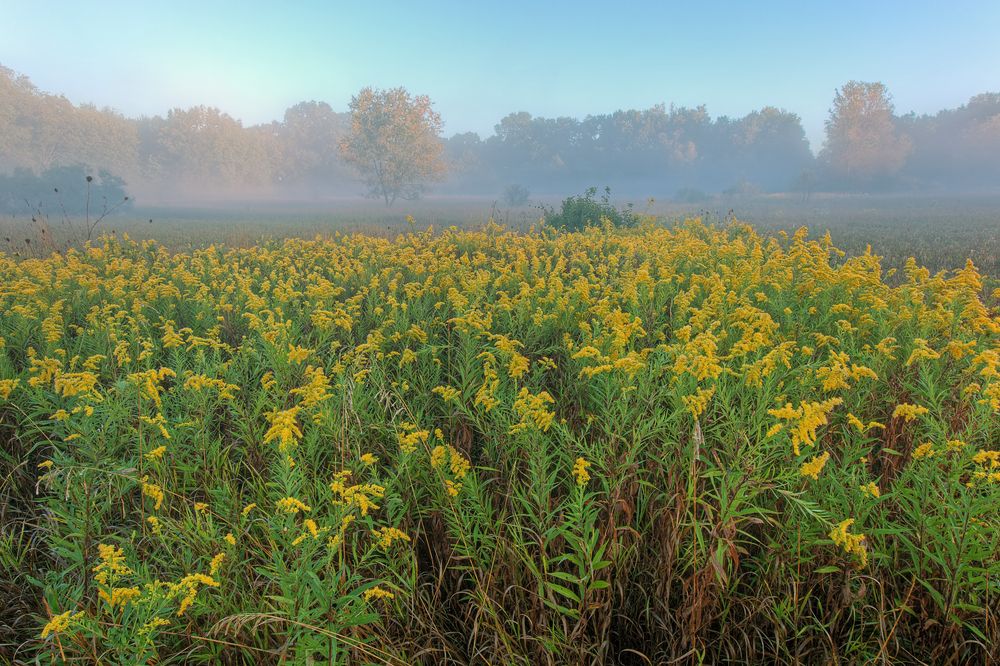 Wildflowers at Al Sabo Preserve