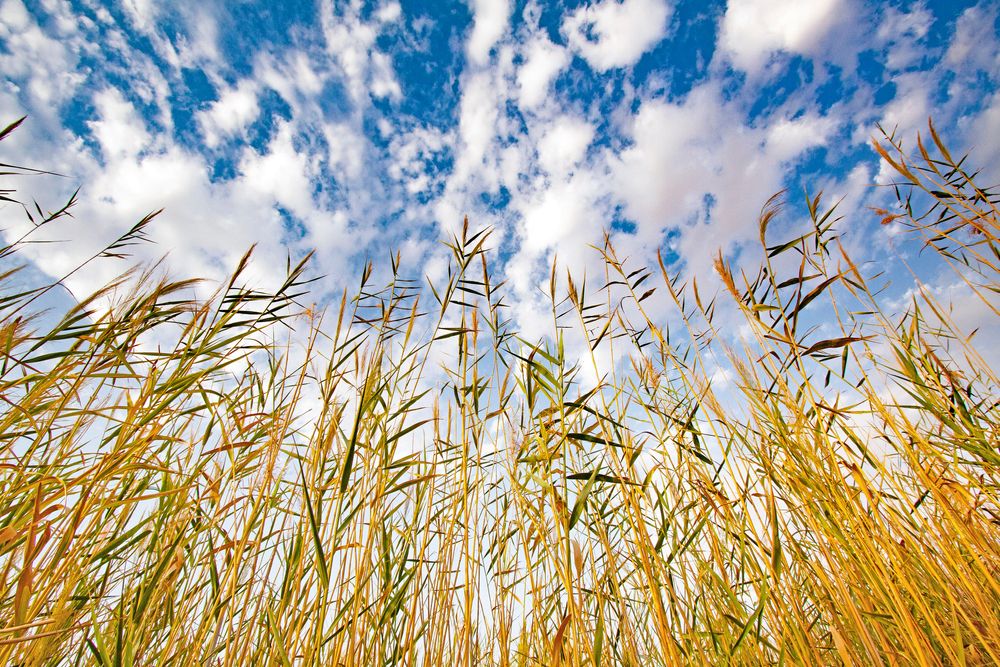 Tall grasses at Al Wathba Wetland Reserve