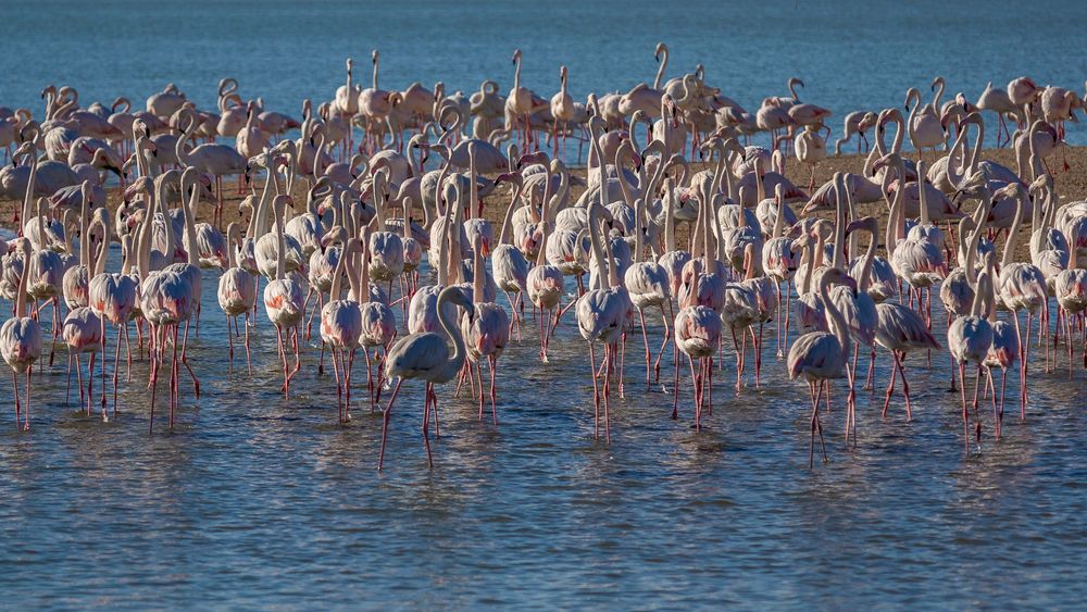 Flmaboyance of Flamingo at Al Wathba Wetland Reserve