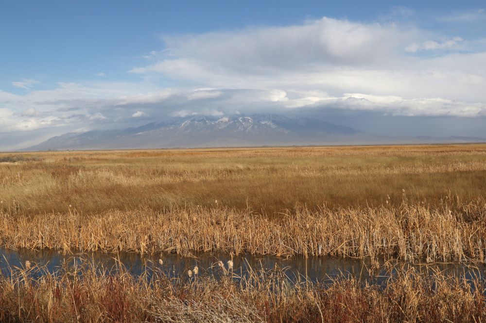 Fall landscape at Alamosa National Wildlife refuge.