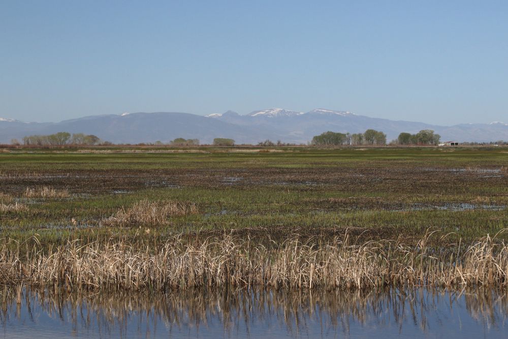Wetlands at Alamosa National Wildlife refuge.