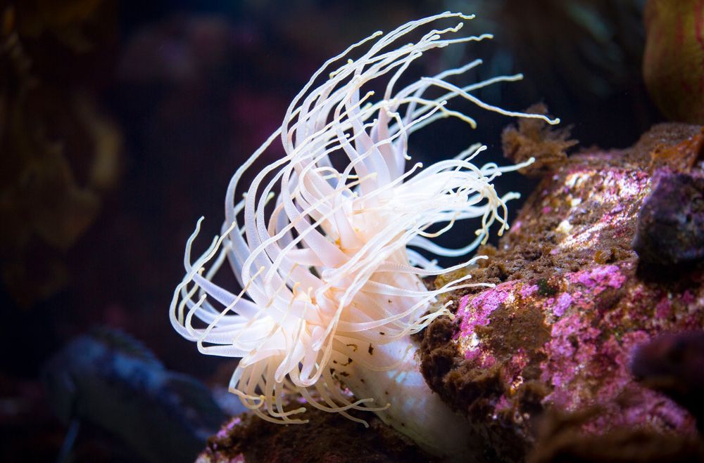 Display at Alaska sea life centre