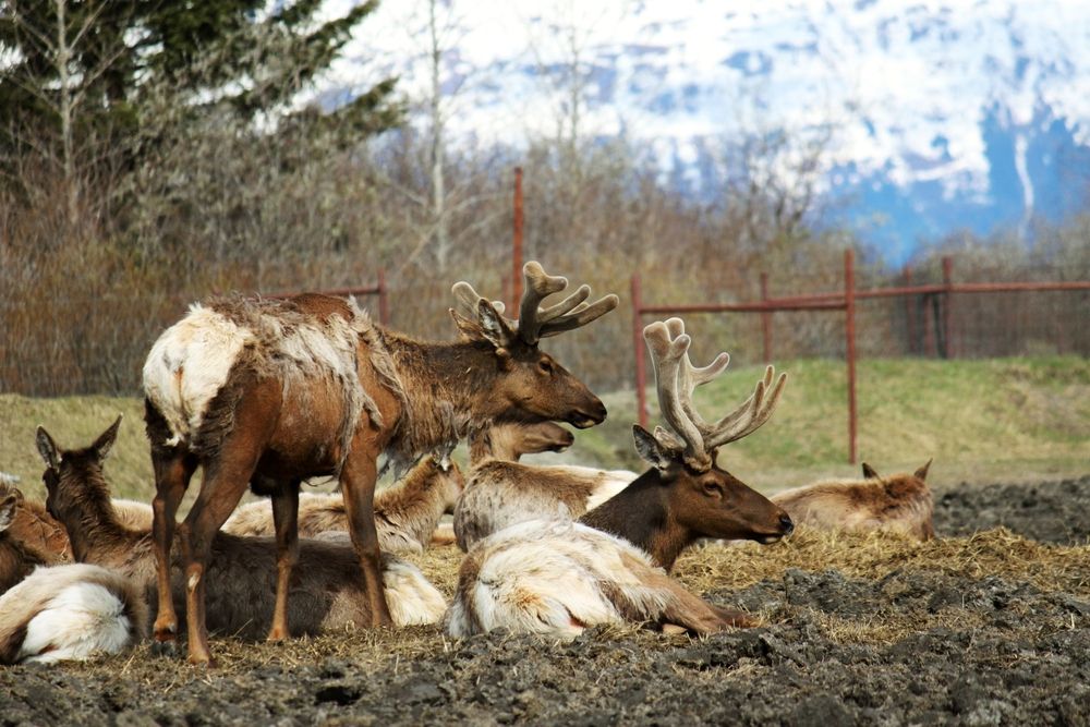 Animals in Alaska wildlife conservation center