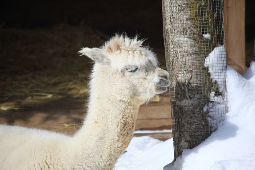 Alpaca in Alaska zoo