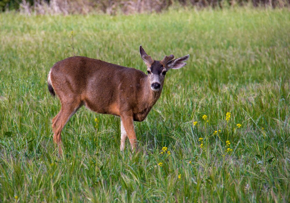 Deer at Aliso and Wood Canyon Wilderness Park