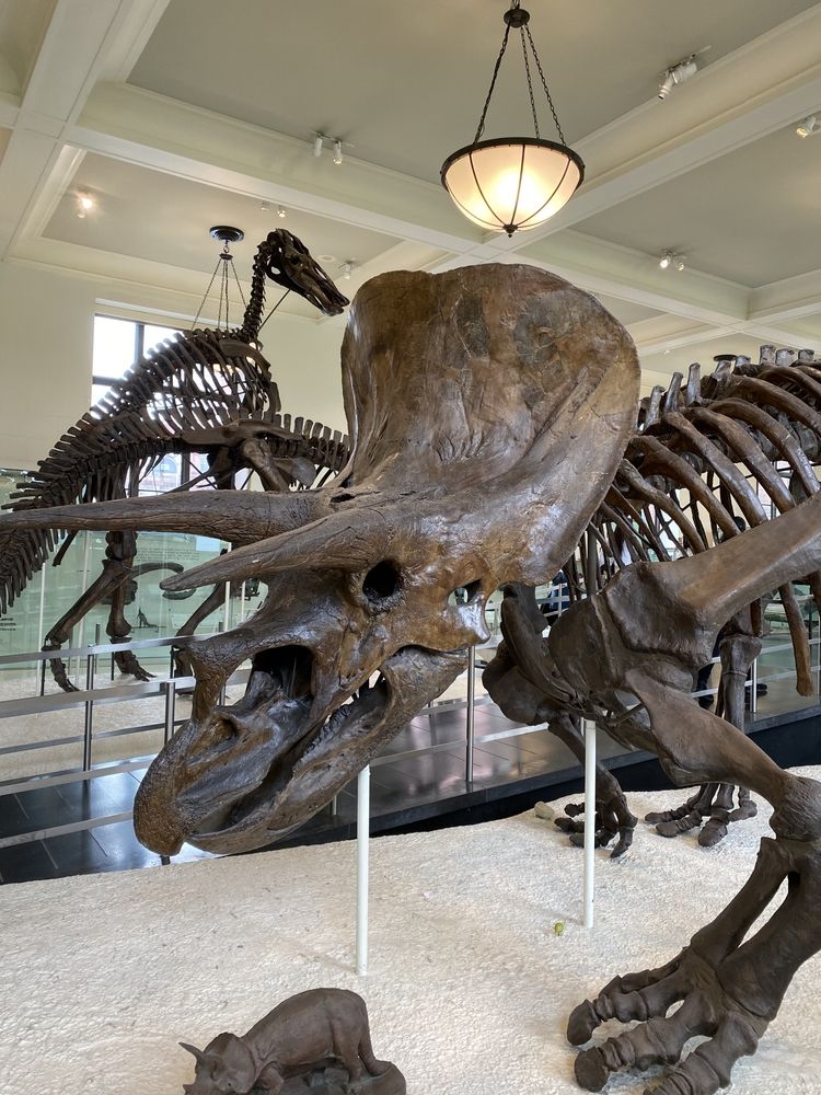 Skeleton of a dinosaur kept for display at American Museum of Natural History