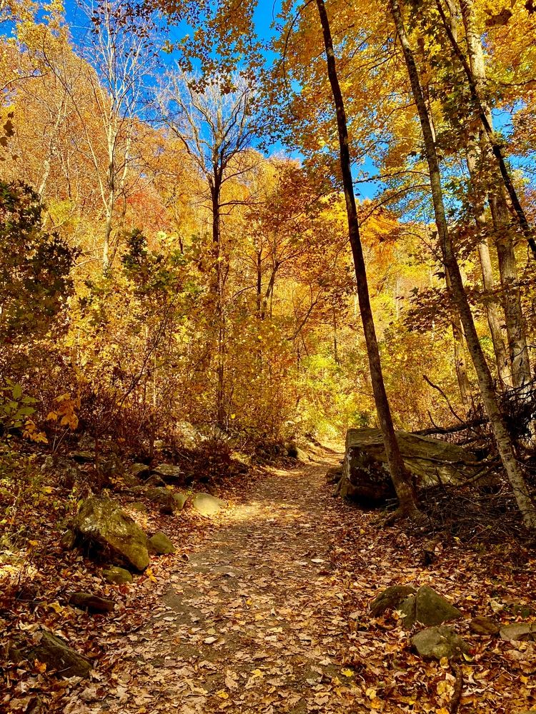 Nature trail filled with tall trees and yellow leaves at Amicalola Falls State Park