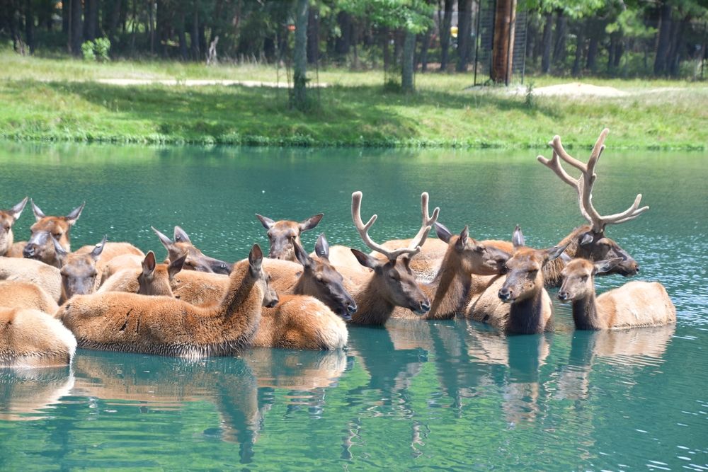 Animals in water at Safari Off Road Adventure