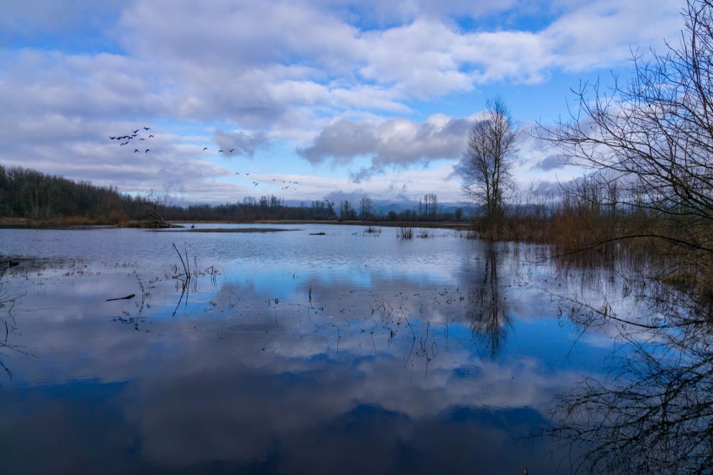 Observe Beautiful Geese at Ankeny National Wildlife Refuge in Benton County, OR
