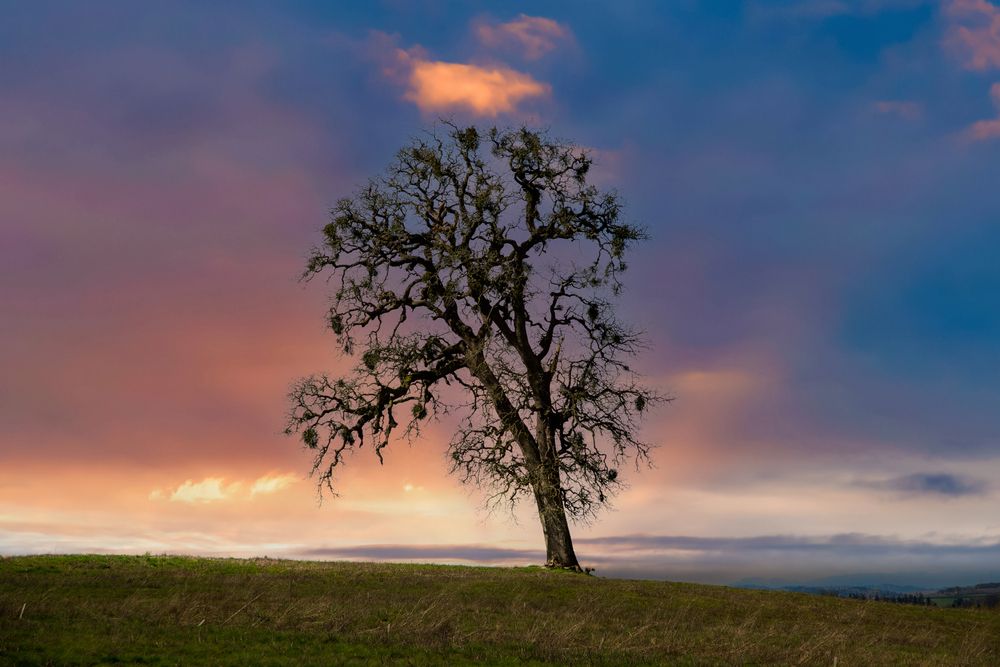Observe Beautiful Geese at Ankeny National Wildlife Refuge in Benton County, OR